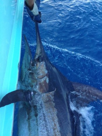 Capt. Earnest Doshier aboard Gecko kicked off the marlin season with this 400-pound blue marlin released earlier this month.